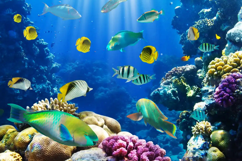 Underwater Sea Creatures Wall Art
