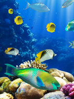 Underwater Sea Creatures Wall Art