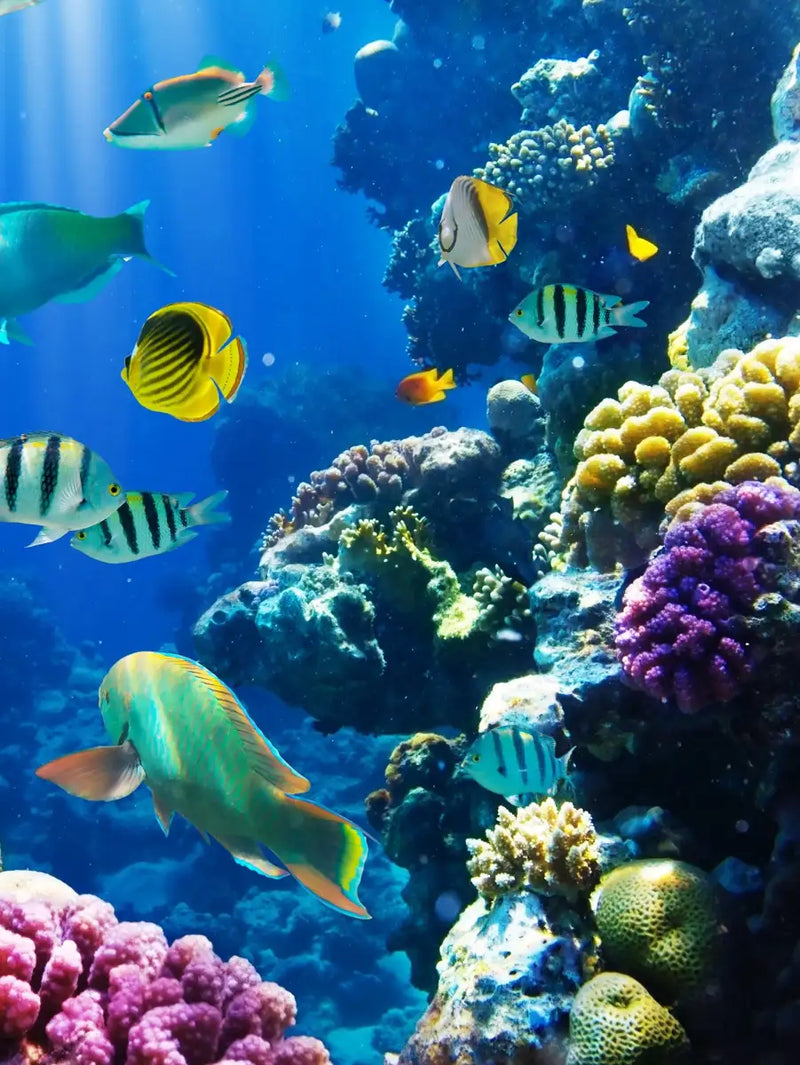 Underwater Sea Creatures Wall Art
