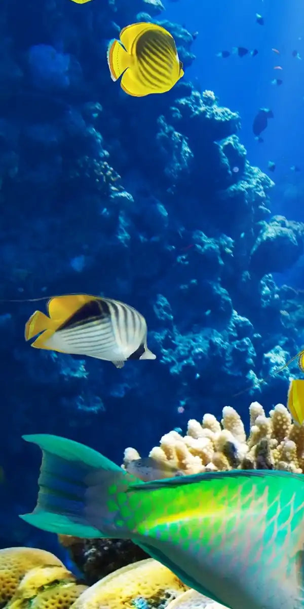 Underwater Sea Creatures Wall Art