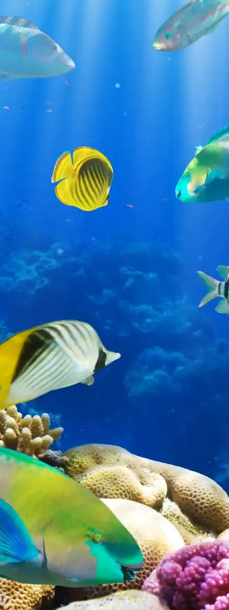 Underwater Sea Creatures Wall Art