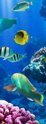Underwater Sea Creatures Wall Art