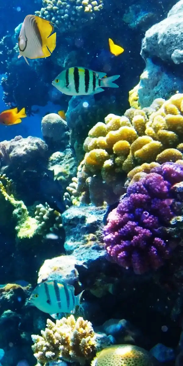 Underwater Sea Creatures Wall Art