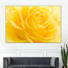 Yellow Rose Petals Wall Art