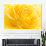 Yellow Rose Petals Wall Art