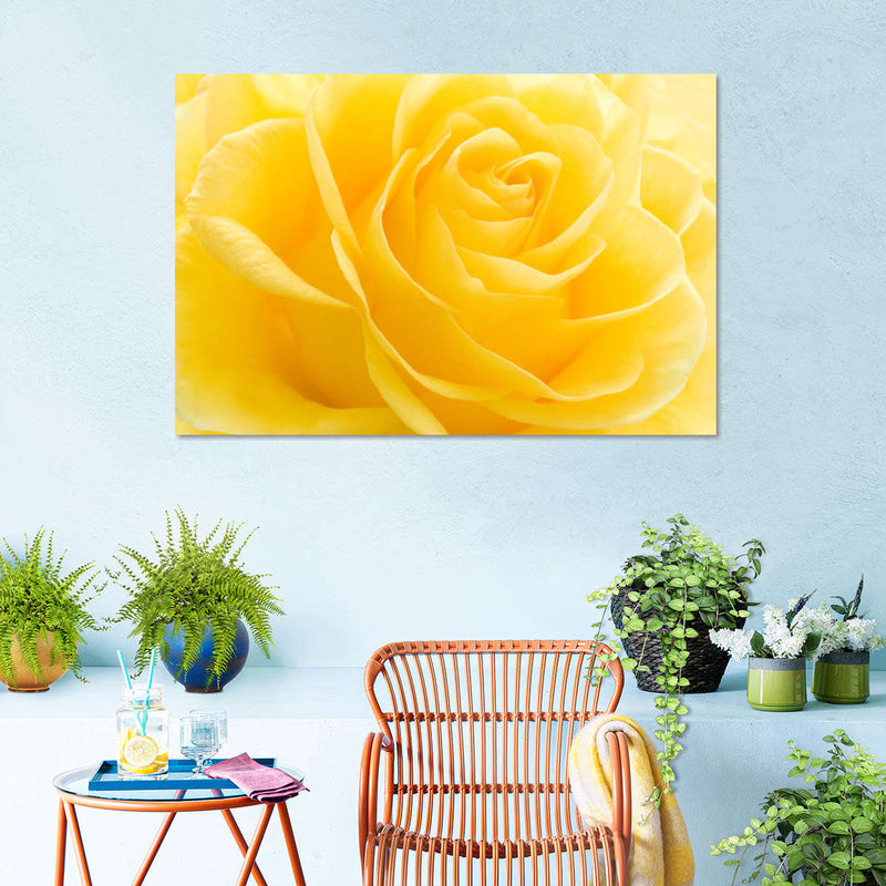 Yellow Rose Petals Wall Art