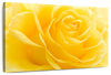 Yellow Rose Petals Wall Art