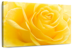 Yellow Rose Petals Wall Art