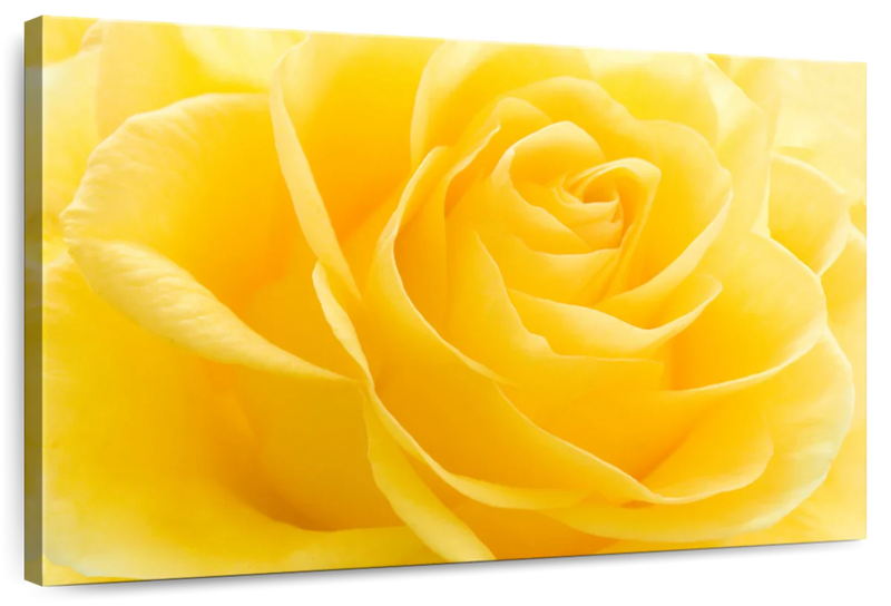 Yellow Rose Petals Wall Art
