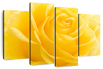 Yellow Rose Petals Wall Art