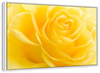 Yellow Rose Petals Wall Art