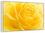 Yellow Rose Petals Wall Art