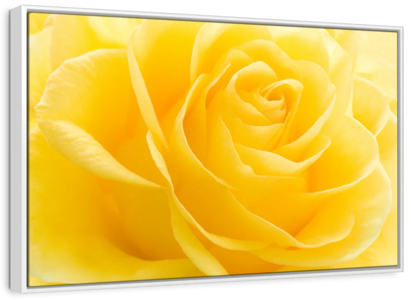 Yellow Rose Petals Wall Art
