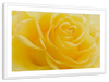 Yellow Rose Petals Wall Art