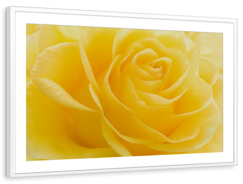Yellow Rose Petals Wall Art