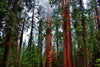 Vibrant Redwood Wall Art