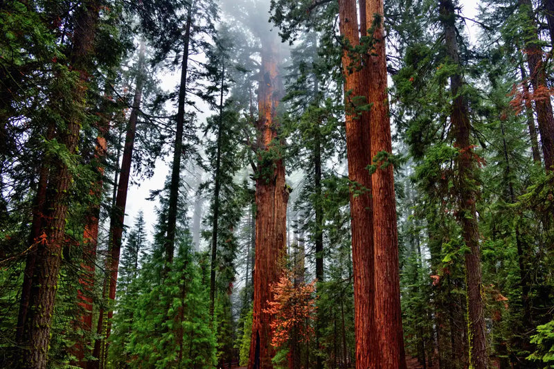 Vibrant Redwood Wall Art