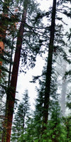Vibrant Redwood Wall Art