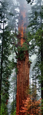 Vibrant Redwood Wall Art
