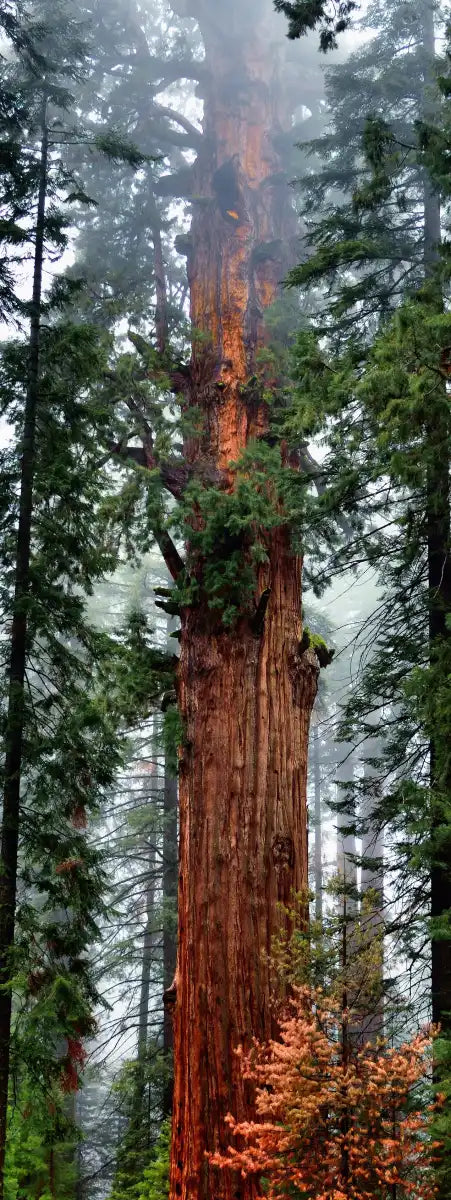 Vibrant Redwood Wall Art
