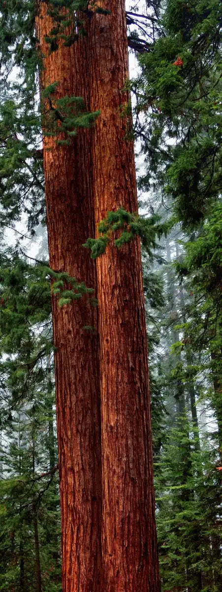 Vibrant Redwood Wall Art