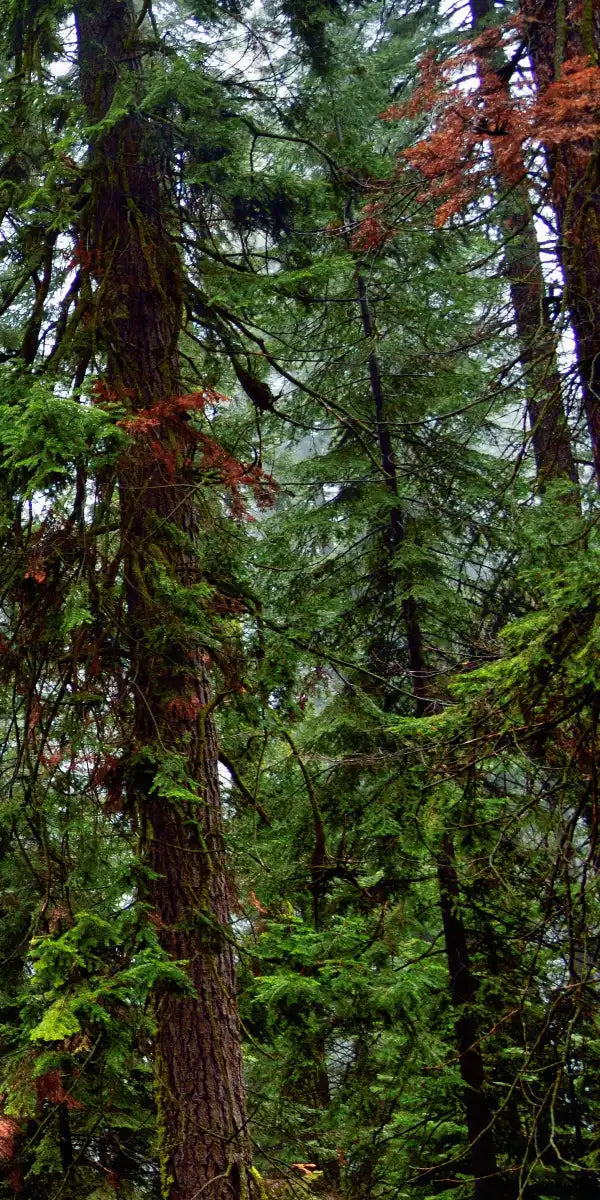 Vibrant Redwood Wall Art