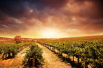 Vineyards Wall Art
