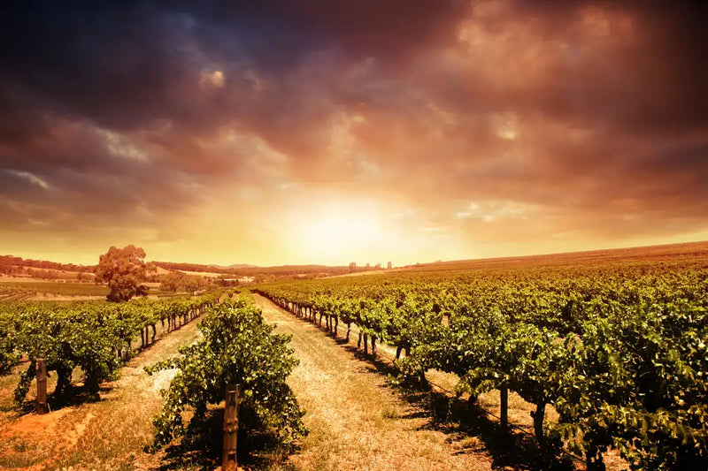 Vineyards Wall Art