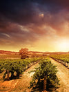 Vineyards Wall Art