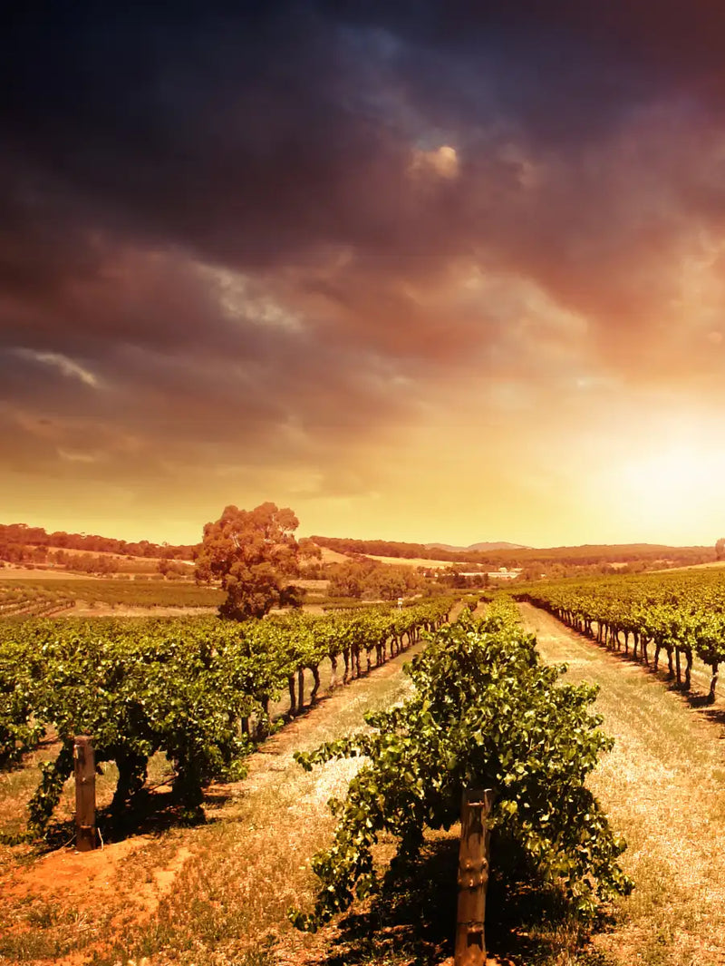 Vineyards Wall Art