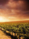 Vineyards Wall Art