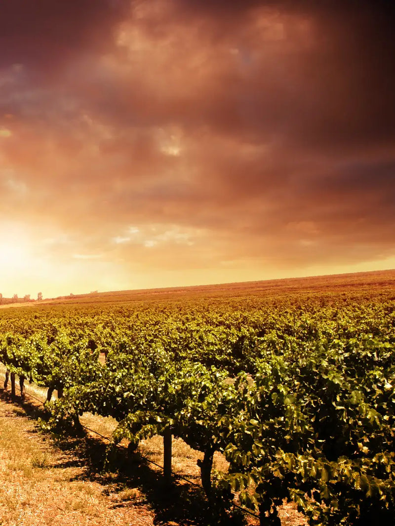 Vineyards Wall Art