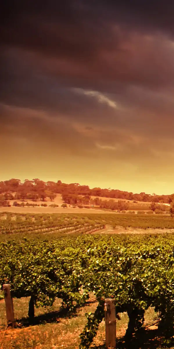 Vineyards Wall Art