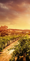 Vineyards Wall Art