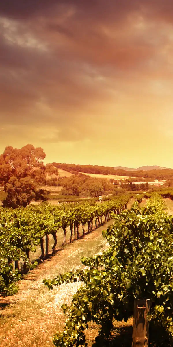 Vineyards Wall Art