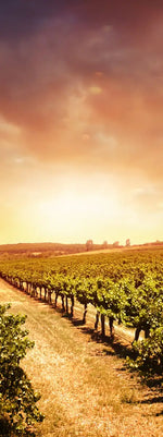 Vineyards Wall Art