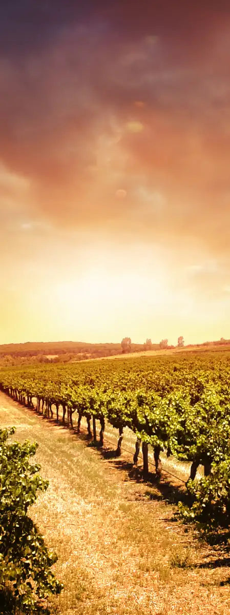 Vineyards Wall Art