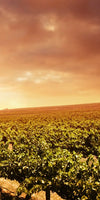 Vineyards Wall Art