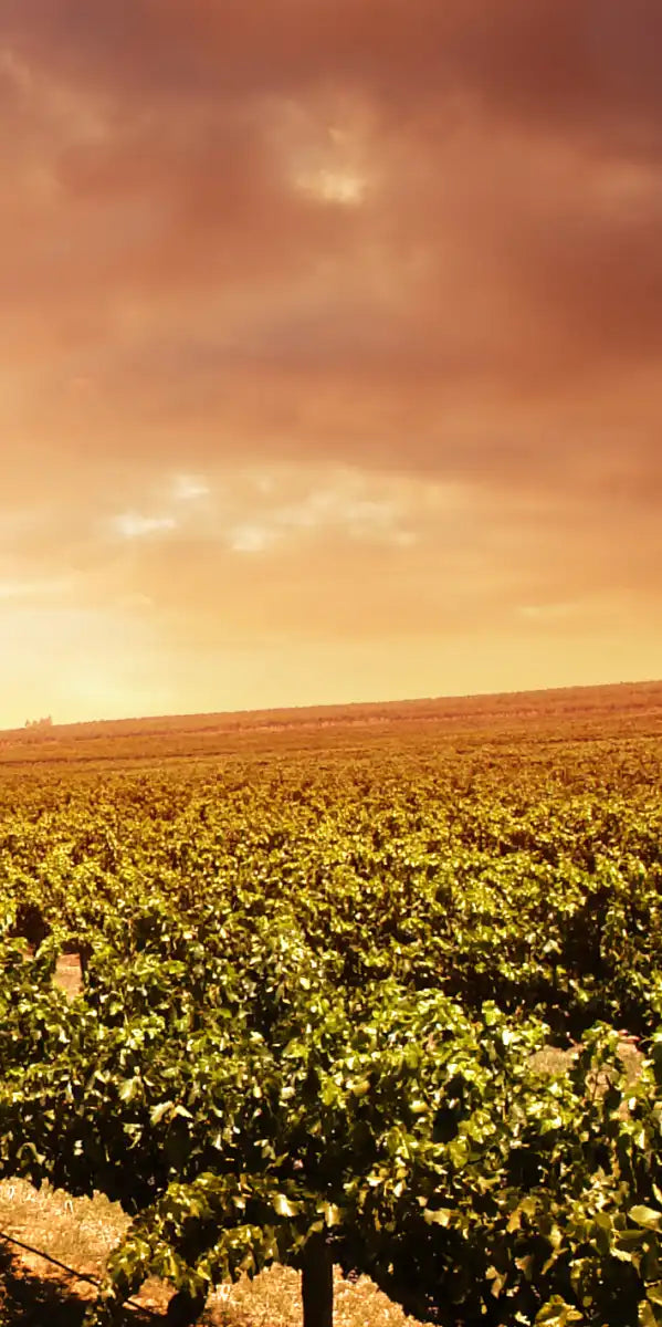 Vineyards Wall Art