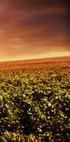 Vineyards Wall Art