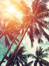 Vintage Style Palm Trees Wall Art