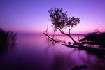 Violet Toned Lake Wall Art