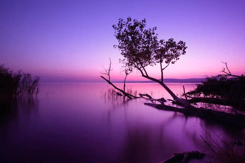 Violet Toned Lake Wall Art