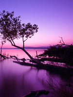 Violet Toned Lake Wall Art
