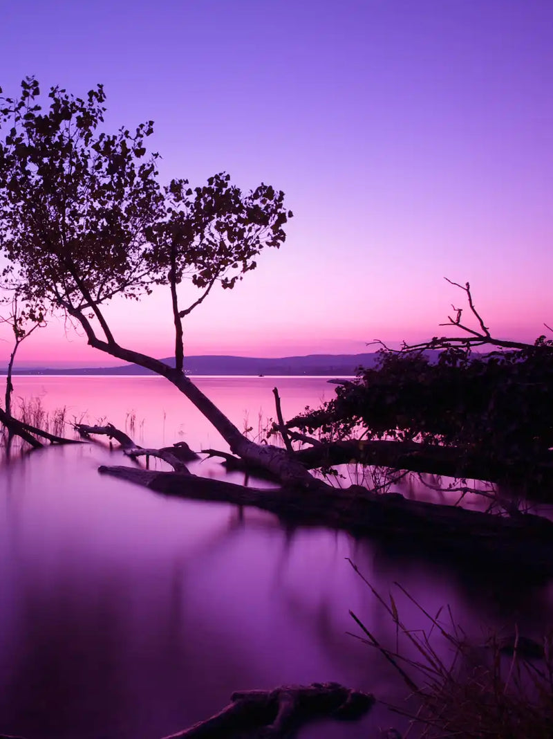 Violet Toned Lake Wall Art