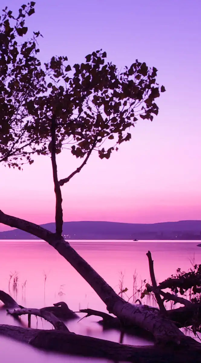 Violet Toned Lake Wall Art