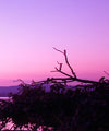 Violet Toned Lake Wall Art
