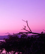 Violet Toned Lake Wall Art