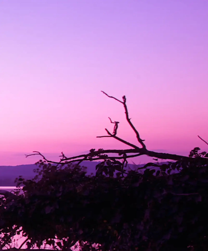 Violet Toned Lake Wall Art