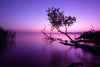 Violet Toned Lake Wall Art